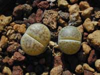 minLith-kar_03092000.1.jpg (13655 byte)