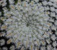 minMam-pect_17062000.1.jpg (16220 byte)