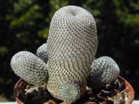 minRebu-hel_09072000.1.jpg (11591 byte)