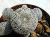 minRebu-hel_10062000.1.jpg (11231 byte)