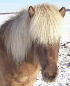Glimra