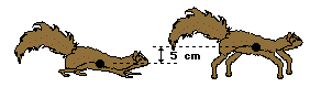 tired squirrel