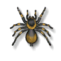 spider