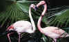 birds002.jpg (27676 bytes)