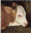 calf01.jpg (28160 bytes)