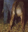 calf04.jpg (23013 bytes)