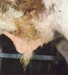 calf06.jpg (26960 bytes)