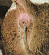 calf12.jpg (24775 bytes)