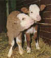 calf14.jpg (24335 bytes)