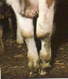 calf15.jpg (23345 bytes)