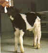 calf16.jpg (26558 bytes)