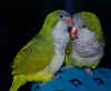 lovebirds001.jpg (59312 bytes)