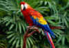 parrot001.jpg (70290 bytes)