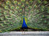 peacock001.jpg (157220 bytes)