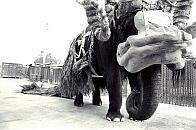 Bantha, Behind the Scenes Of..