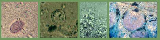 FISH PATHOGENS