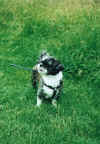 atilla11.JPG (130543 Byte)