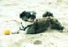 atilla13.JPG (98000 Byte)
