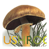 Mushroom Philosophy