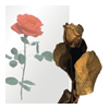 The Classical Trio Series