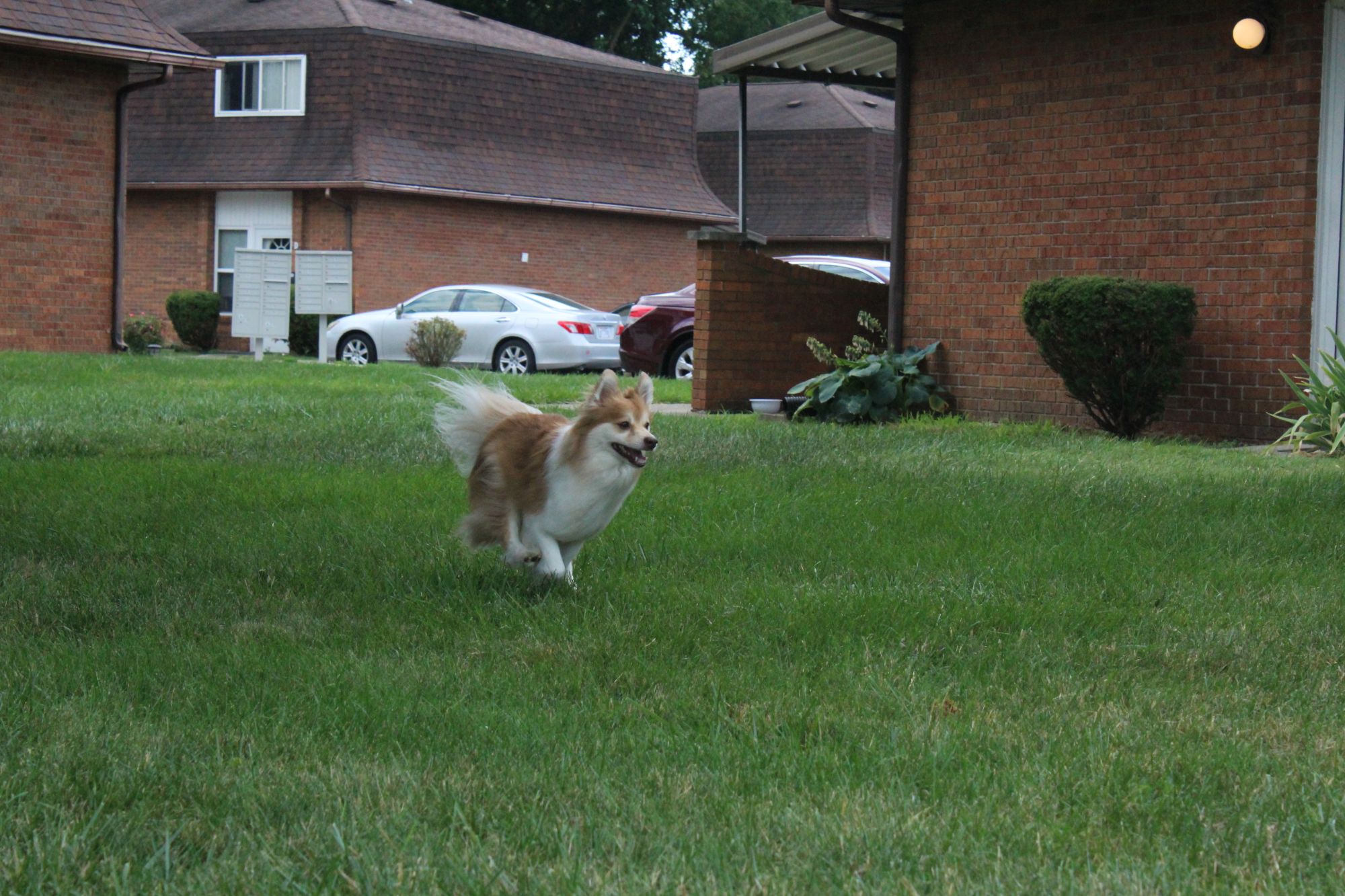 Dog