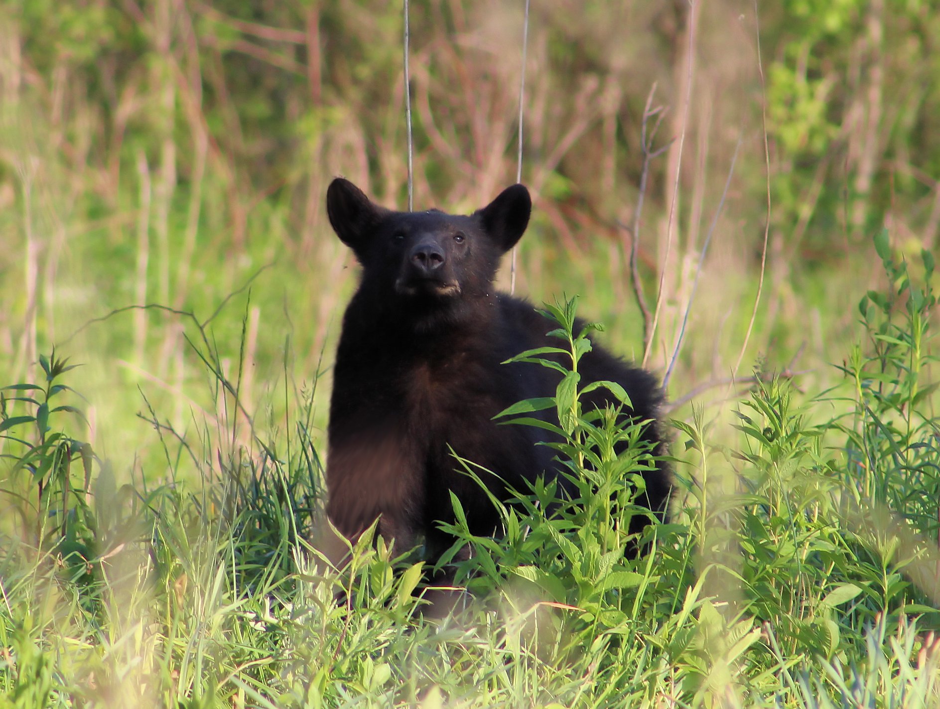 Cades Cove Bear