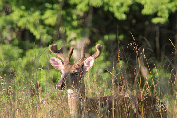 Cades Cove Deer