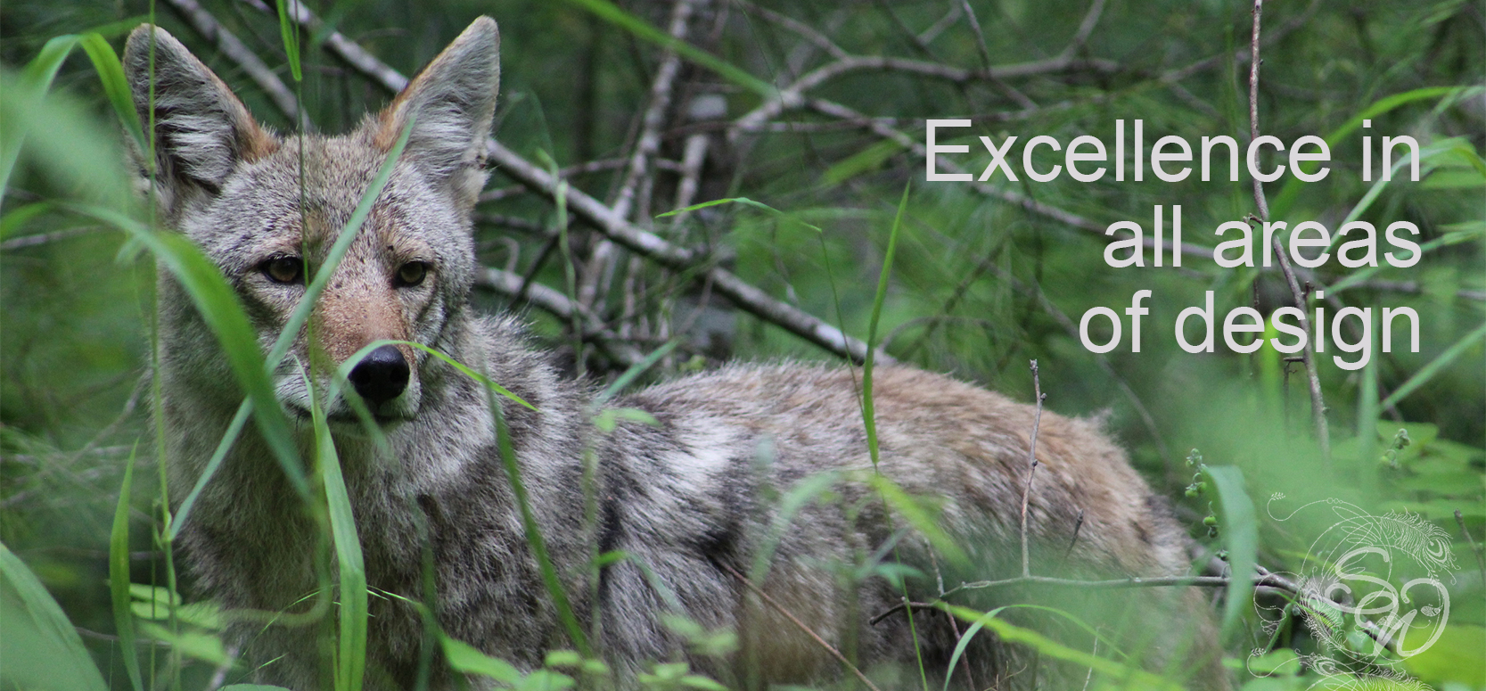 Coyote by Stephanie Walker