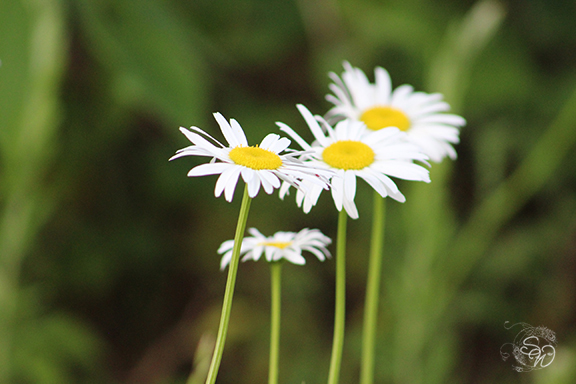 Daisies