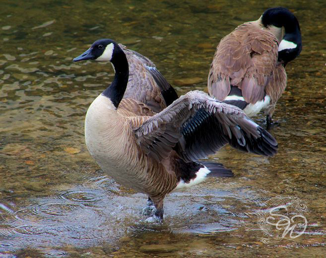 Goose