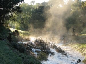 Reeds and mist 1