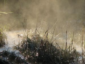 Reeds and mist 2