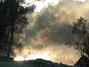 Mist and willow