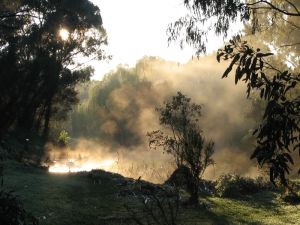 Linear Park, with morning mist, Adelaide
