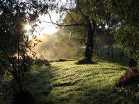 Linear Park, with morning mist, Adelaide