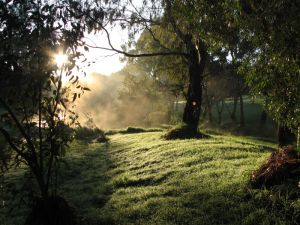 Linear Park, with morning mist, Adelaide