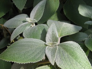 Lamb's Ears
