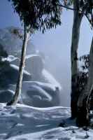 Snowgums