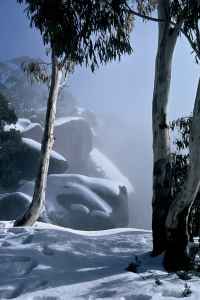 Snowgums