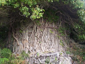 Vines on disused chimney