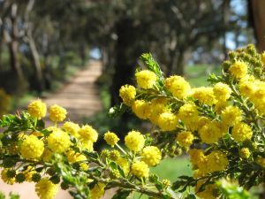 Golden wattle 1