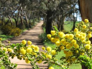 Golden wattle 2