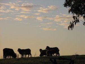Backlit Sheep