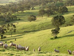 Sheep in late afternoon light