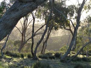 Native bush