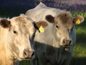 Jacobs cattle