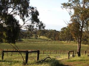 Jacobs Range Road Vineyard 1