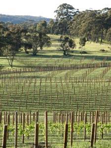 Jacobs Range Road Vineyard 2