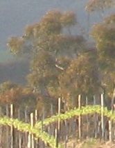 Spring vineyard detail