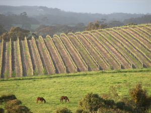 Spring vineyard